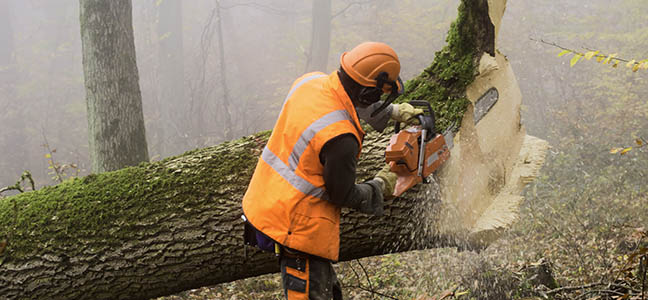 lumberjack at work in a misty forest